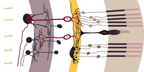 Retina Bipolar Cell - Assignment Point