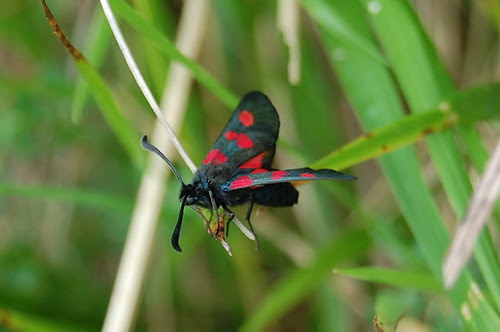 Five-spot burnet moth