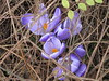 Spring  by kerion7