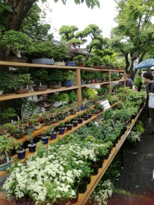 大宮盆栽祭り フレスコ盆栽のお店 花兆 の店主ブログ