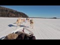 Dog Sledding Alaska Fairbanks