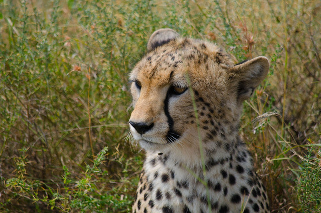 SafariAnimals-084