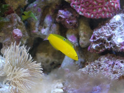 水槽に新しい魚が入りました