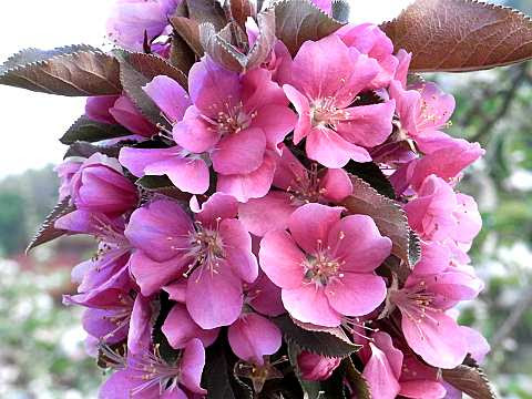 りんごの花は何色