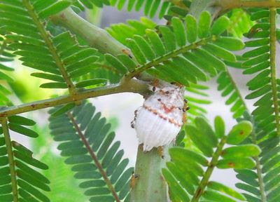 ミモザの害虫と剪定まとめ あんこは粒あんだろが