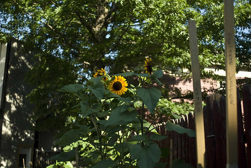 Sunflower