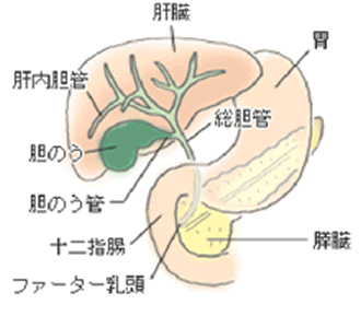 消化器センター 胆嚢結石 総胆管結石 東鷲宮病院
