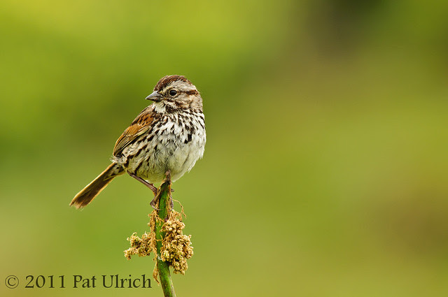 Perched sparrow - Pat Ulrich Wildlife Photography