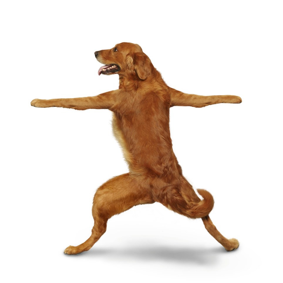 Barking mad: The dogs that strike yoga poses for a bizarre new yoga ...