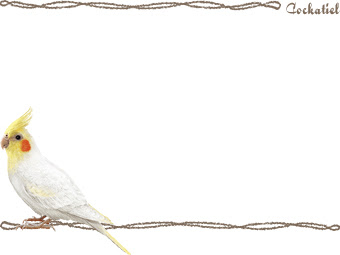 オカメインコのイラスト 条件付フリー素材集