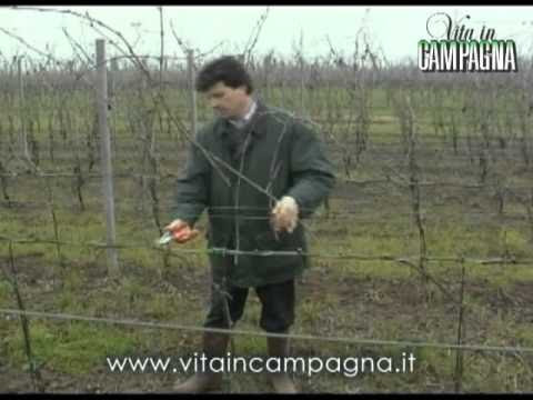 Potatura della vite