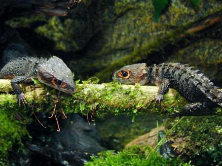 少量入荷です 熱帯魚屋vivid 爬虫類コーナー