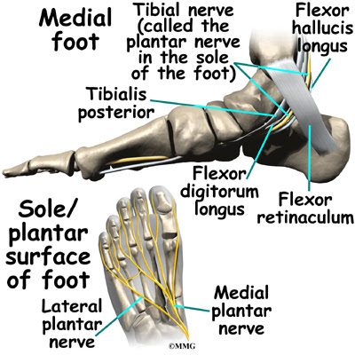 The tibial nerve runs into the