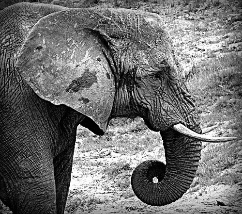 black and white elephant pictures