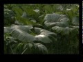 Video Саида Медведева.о.Сахалин часть 1_x264.mp4