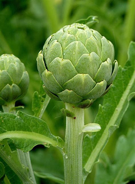 Don't say you have a brown thumb! Can Rabbits Eat Artichoke Stems? - Online Rabbit Care