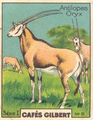 gilb oryx