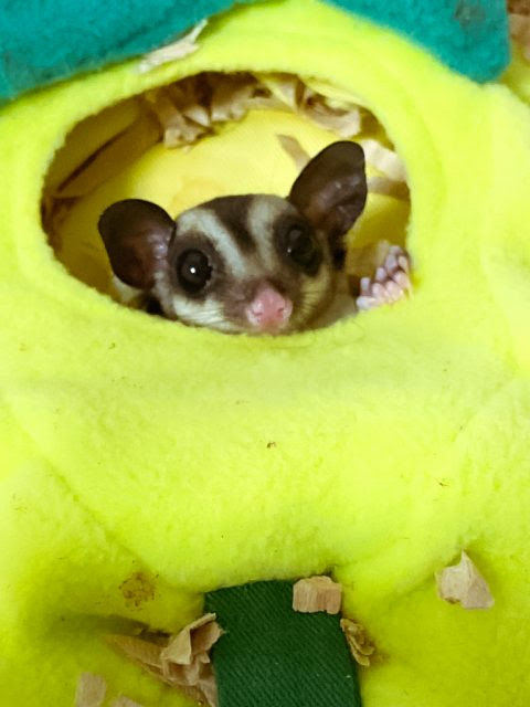 モモンガ