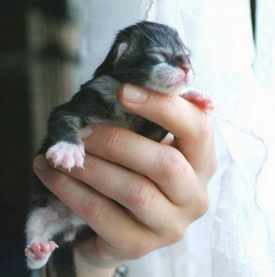 Bebe Maine Coon A La Naissance Cartoonland