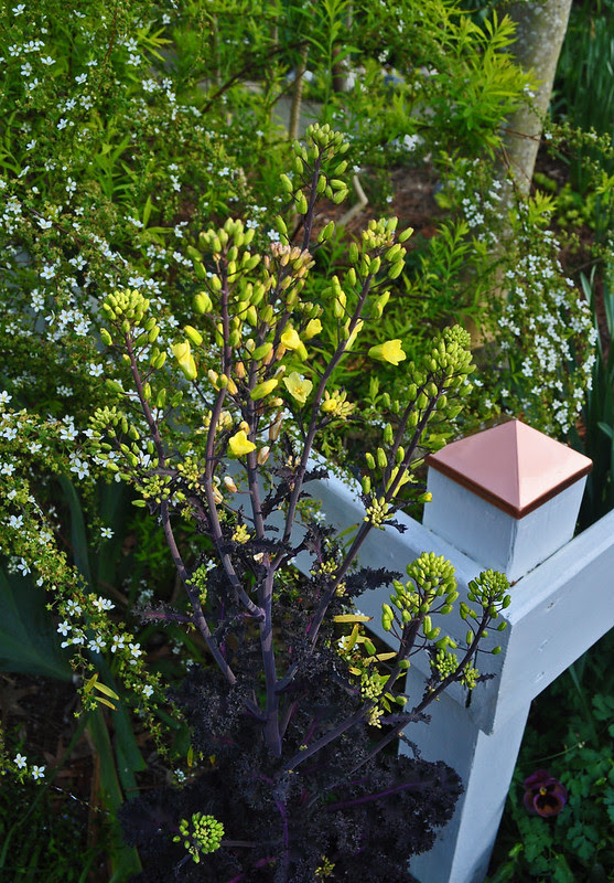 Brassica oleracea 'Redbor'