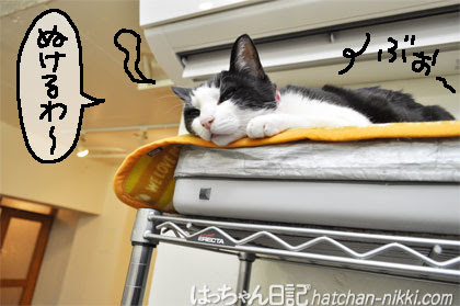 はっちゃん日記