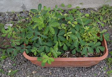 宙ぶらりんの子房柄 ラッカセイ 千葉半立落花生 ピーナッツ テキトー栽培記 その4 9月 Web雑記