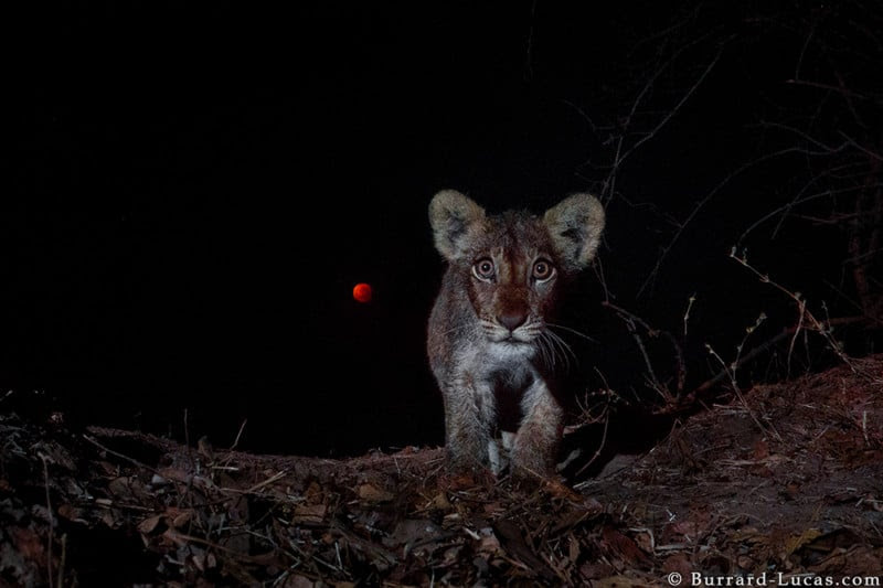 Supermoon Eclipse Lion