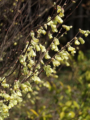 ヒュウガミズキ