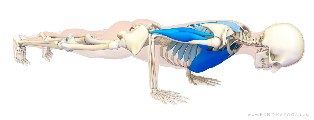 stabilizing the shoulders in chataranga