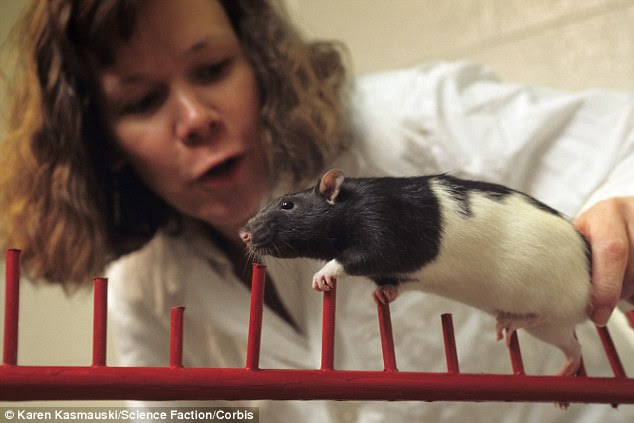 The study found that pheromones, which are secreted by men at higher concentrations than women, had a distinct impression on lab rodents. The researchers said the effects can be mitigated by staying in the room with the animal before testing, but the gender of the experimenter should be published alongside the research