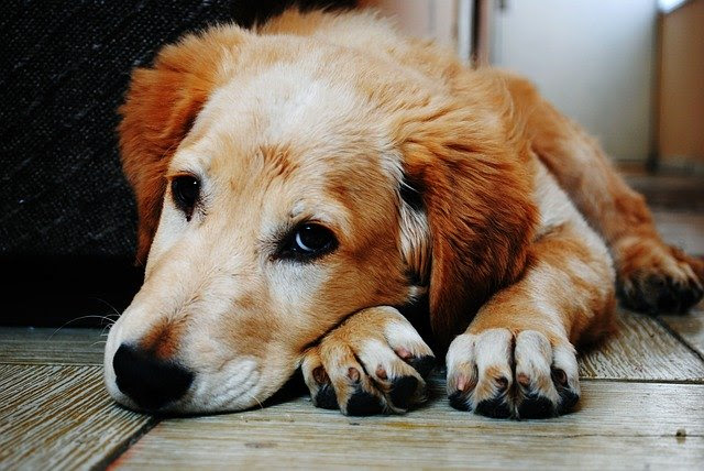 犬が毛布を噛むのをやめさせたい 噛む理由や対処法とおすすめ犬用ベッド