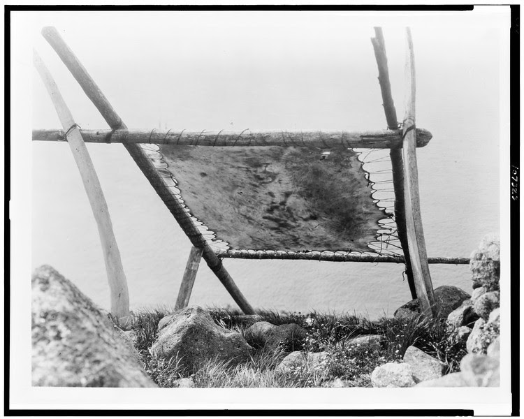 Description of  Title: [Drying walrus hide, Diomede, Alaska].  <br />Date Created/Published: c1929.  <br />Photograph by Edward S. Curtis, Curtis (Edward S.) Collection, Library of Congress Prints and Photographs Division Washington, D.C.