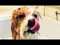 Dogs & Puppies Love Bath Time #22 🐶🚿