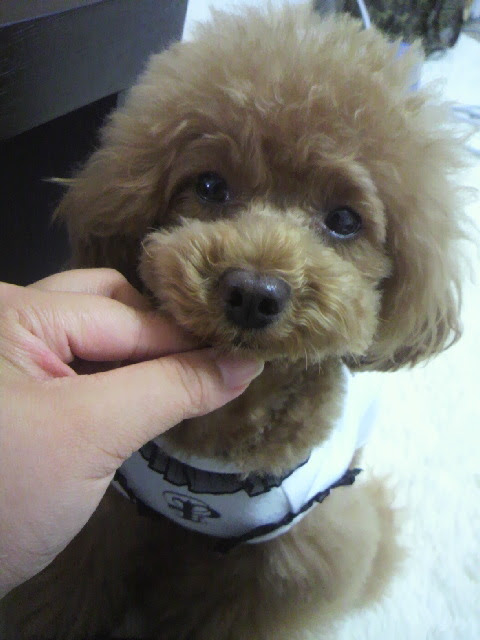 豆知識ｺｰﾅｰ 犬のﾍｱｱｸｾ ｺﾞﾑと頭を結ぶｺﾂ トイプーだらけ