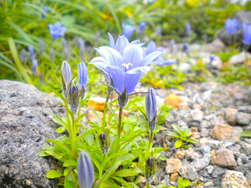 青色の花図鑑