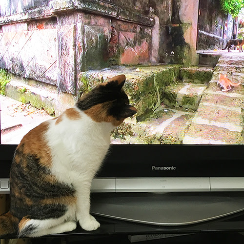 猫がテレビを見る時どんな風に見えてるの 猫の視力や色覚について 猫の総合情報サイト ペットスマイルニュースforネコちゃん