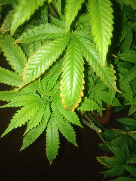 If you have ever grown fruits or vegetables, you know that different types of plants . What kind of leaves problem I am facing in veg phase