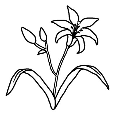 ユリ 百合 4 夏の花 無料 白黒イラスト素材