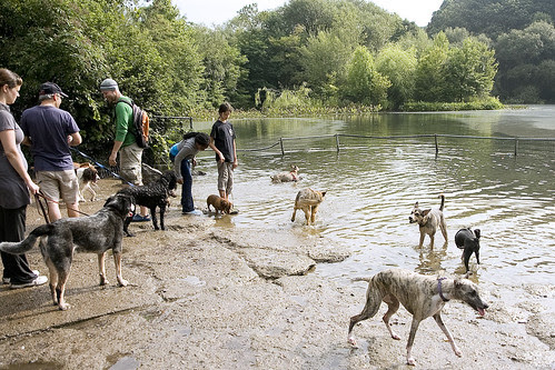 Off Leash in Prospect Park, Brooklyn