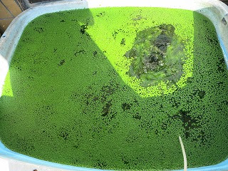 ミジンコ藻 増加中 穂竜 大好き