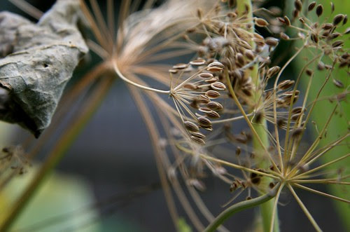dill seeds