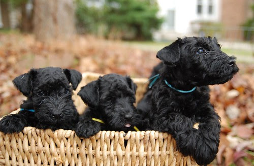 Brandy's Puppies