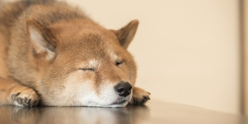犬の嘔吐 白い泡の原因 ２つの対策 ドッグフード ラボ