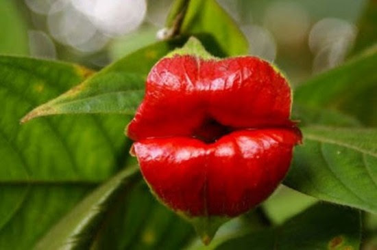 口づけしたくなる 世界一 魅惑的 な植物 中国網 日本語