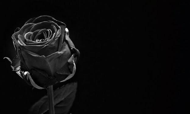黒薔薇の花言葉 心理学で恋愛を楽しく