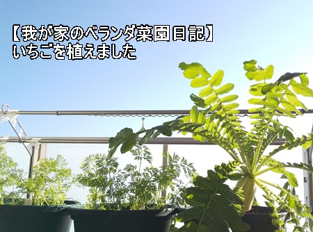 我が家のベランダ菜園日記 ベランダでいちごの苗を植えました