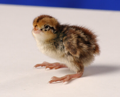 wallpapers of animal baby qauil bird habitat
