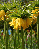 花 フリチラリア 3月11日の花と花言葉 フリチラリア 魅る魅るガーデニング