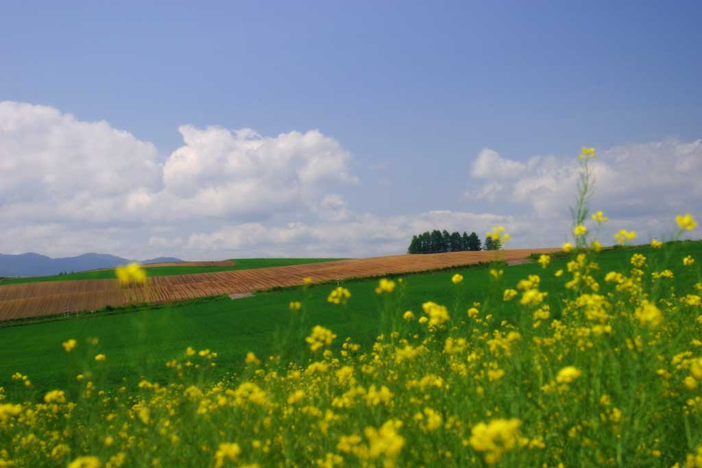 ゆんフリー写真素材集 No 946 菜の花畑の夏 日本 北海道