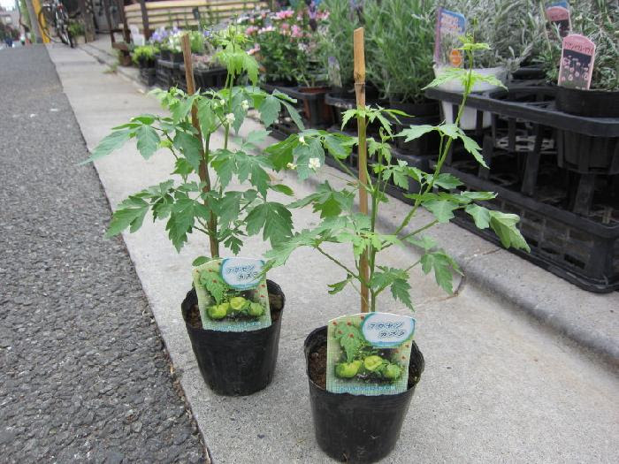 風船かずら 3 5号ﾎﾟｯﾄ 210 ムクロジ科のつる性の一年草です 夏に小さな白い 美笠工藝社